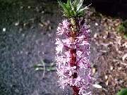 Eucomis Marg's Pink